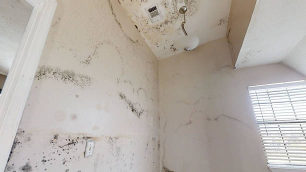 Best Mold Damage Restoration  in Grosse Pointe, MI