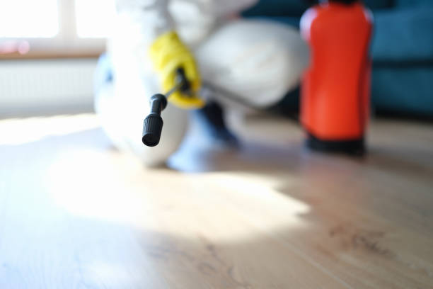 Best Basement Mold Removal  in Grosse Pointe, MI