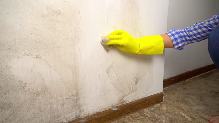Reliable Grosse Pointe, MI Mold Removal Solutions