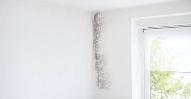 Best Mold Prevention Services  in Grosse Pointe, MI