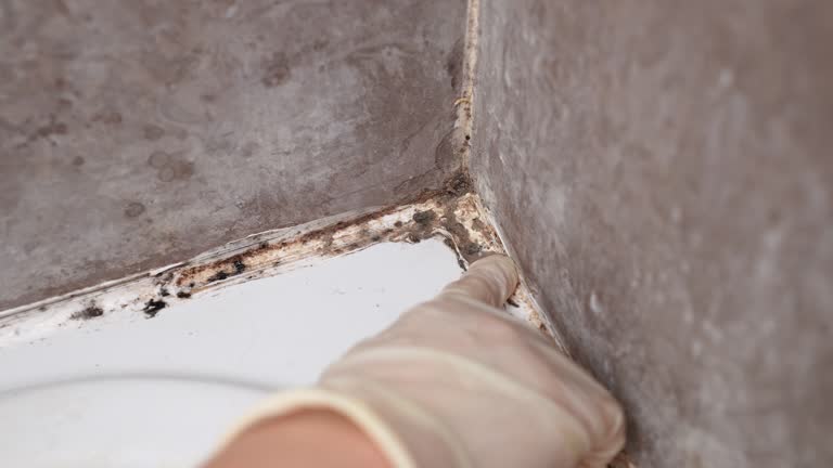 Best Forensic Mold Investigation  in Grosse Pointe, MI